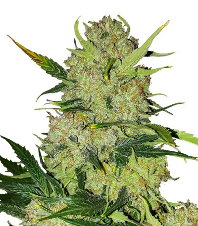 Apollo F1 Auto fem