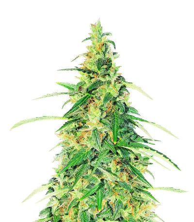 Apple Betty Auto fem