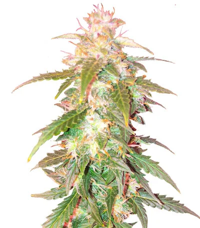 Quarter Pounder Autoflower fem
