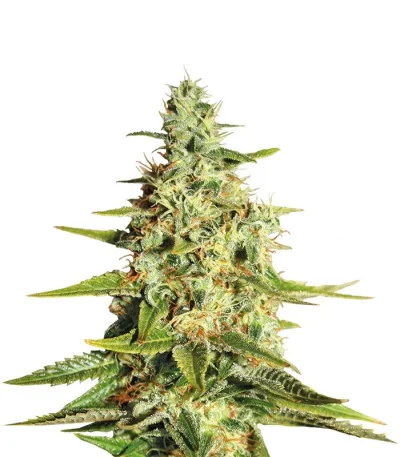 Acapulco Gold — Barney's Farm