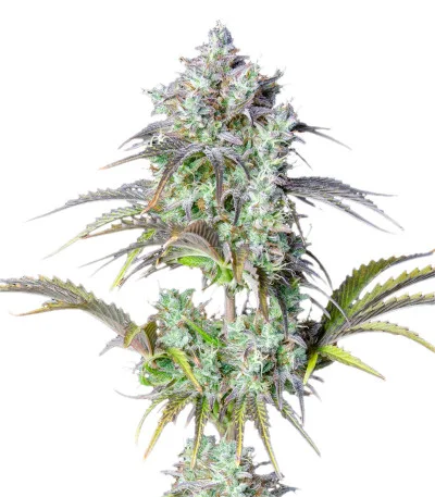 Big Bud Auto — Fast Buds