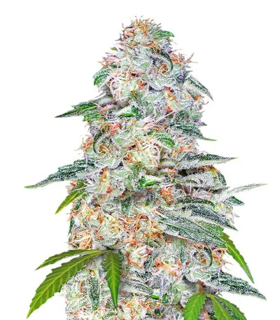 Blue Dream Auto — Fast Buds