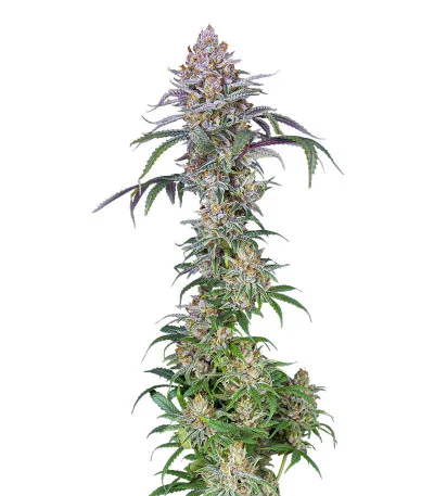Blueberry Muffin — Humboldt Seed Company