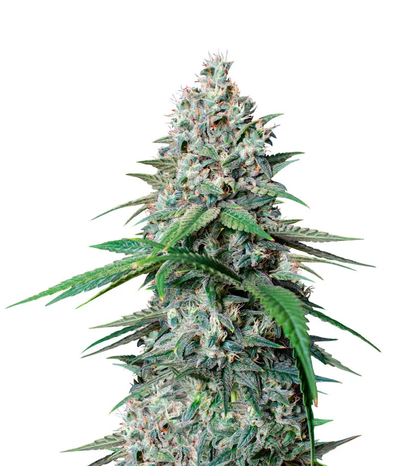 Cookies Gelato — Royal Queen Seeds