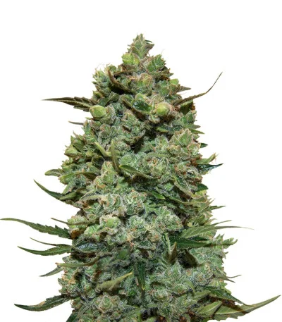 Cookies Kush — Barney's Farm