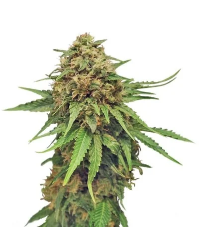 Critical — Royal Queen Seeds