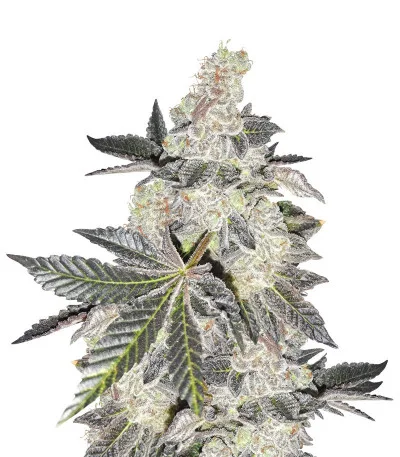 Girl Scout Cookies — Blimburn Seeds