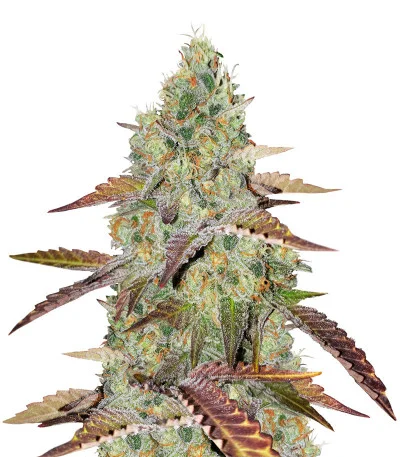 Grandaddy Purple — Blimburn Seeds