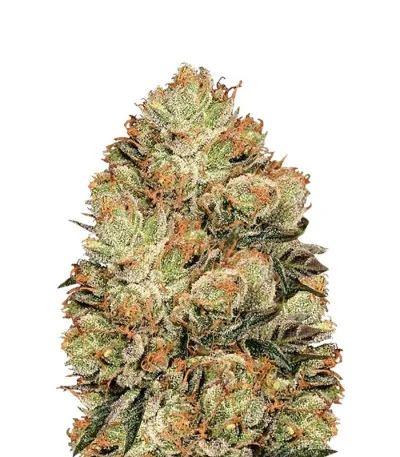 HulkBerry — Royal Queen Seeds