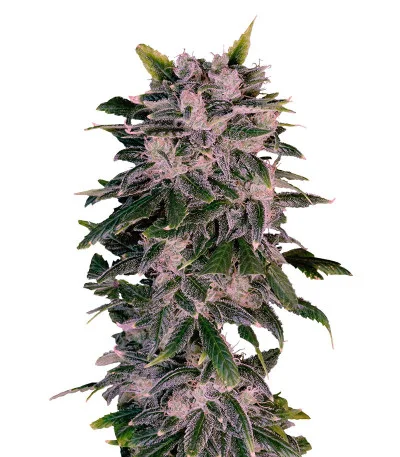 Sweet Zenzation XL Auto — Sweet Seeds